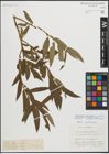Foto von Salix triandra L. x Salix viminalis L.